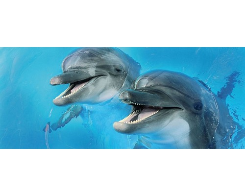 Porto Dolphins 2 centro Декор 25x60