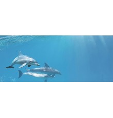 Porto Dolphins 1 centro Декор 25x60