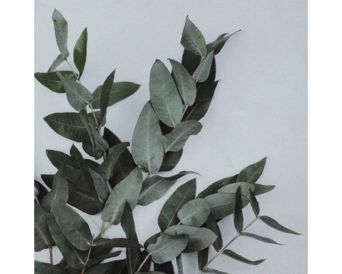 Фоторамка настольная Eglo ПРОМО Renabie 423006