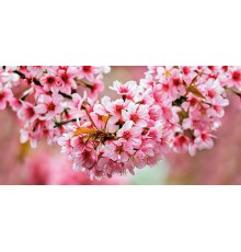 Okka Декор стеклянный Sakura (UG2L072D) 29,7x60