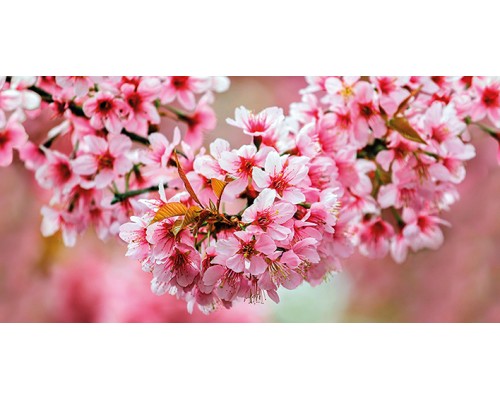 Okka Декор стеклянный Sakura (UG2L072D) 29,7x60