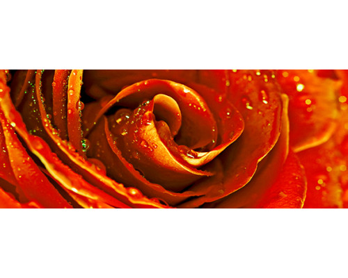 Syntia Rose 1 Декор 20х50