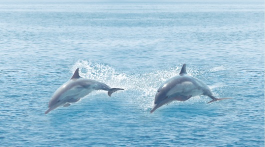 Декор Ceradim Ocean 25x45 см КВС16Ocean