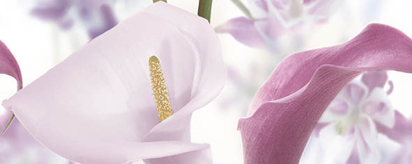 Панно Ceradim Sano A 20х50 см КПН17SanoA