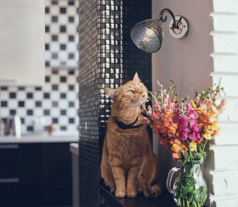 Бра De City Клэр 2 463021901