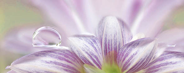 Декор Ceradim Lola 1 20х50 см КВС17Lola1