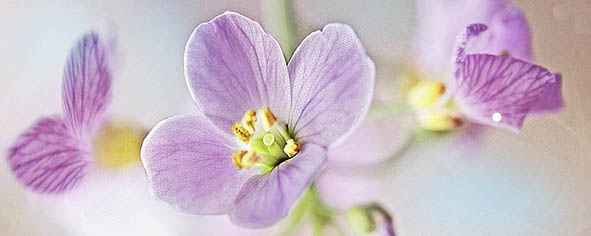 Декор Ceradim Lola 3 20х50 см КВС17Lola3