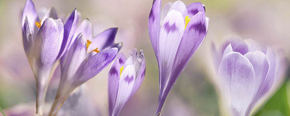 Декор Ceradim Lola 2 20х50 см КВС17Lola2