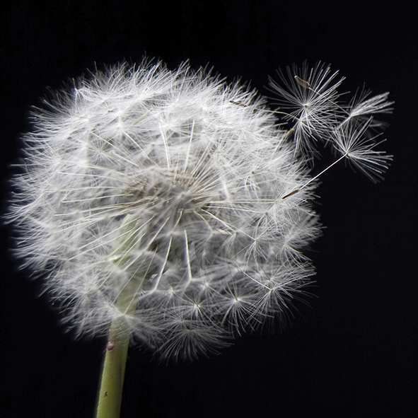 Декор плитки Артвалентто Taraxacum 1 10х10 см х9999090790