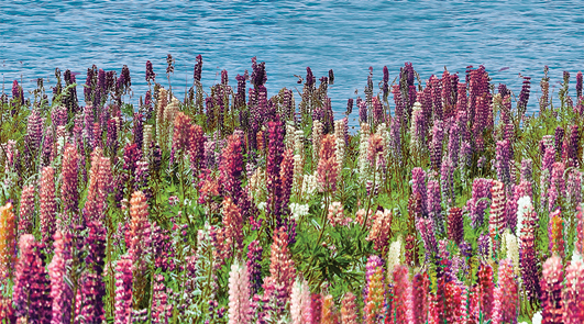 Декор Ceradim Flora 25х45 см КВС16Flora