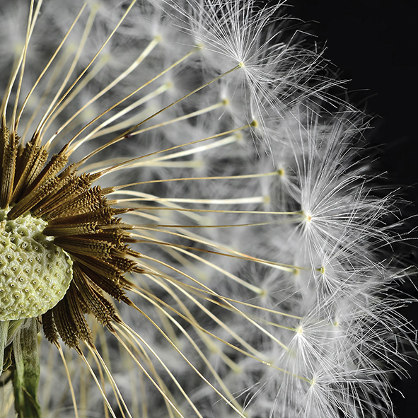 Декор плитки Артвалентто Taraxacum 3 10х10 см х9999090792