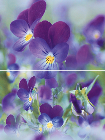 Панно из 2-х плиток Муза-Керамика Sweet home 30х40 см P2D241