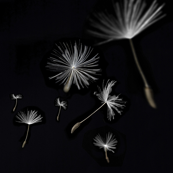 Декор плитки Артвалентто Taraxacum 2 10х10 см х9999090791