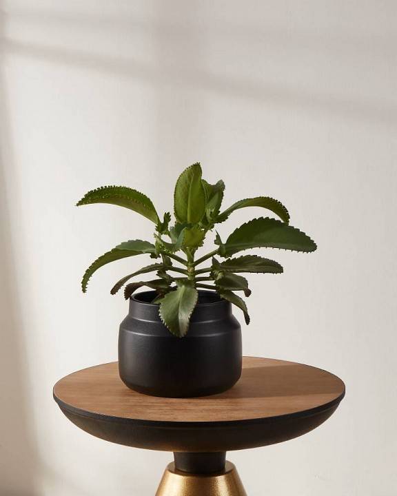 Кашпо Eglo Parkent 428145