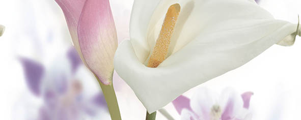 Панно Ceradim Sano C 20х50 см КПН17SanoC