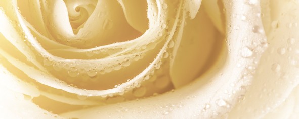 Декор Cerrol Syntia Rose 3 20х50 см 068622